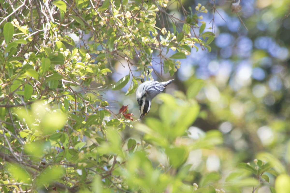 Black-throated Gray Warbler - ML116834561