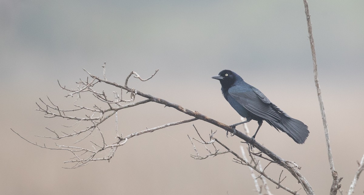 Boat-tailed Grackle - ML116835531