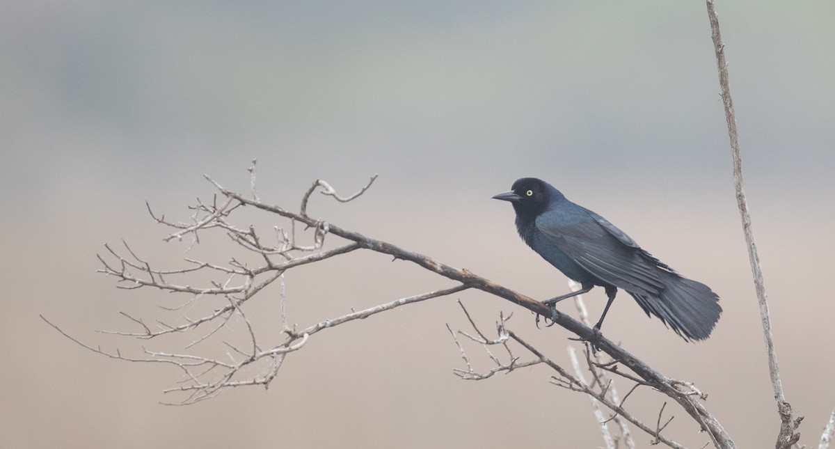 Boat-tailed Grackle - ML116835701