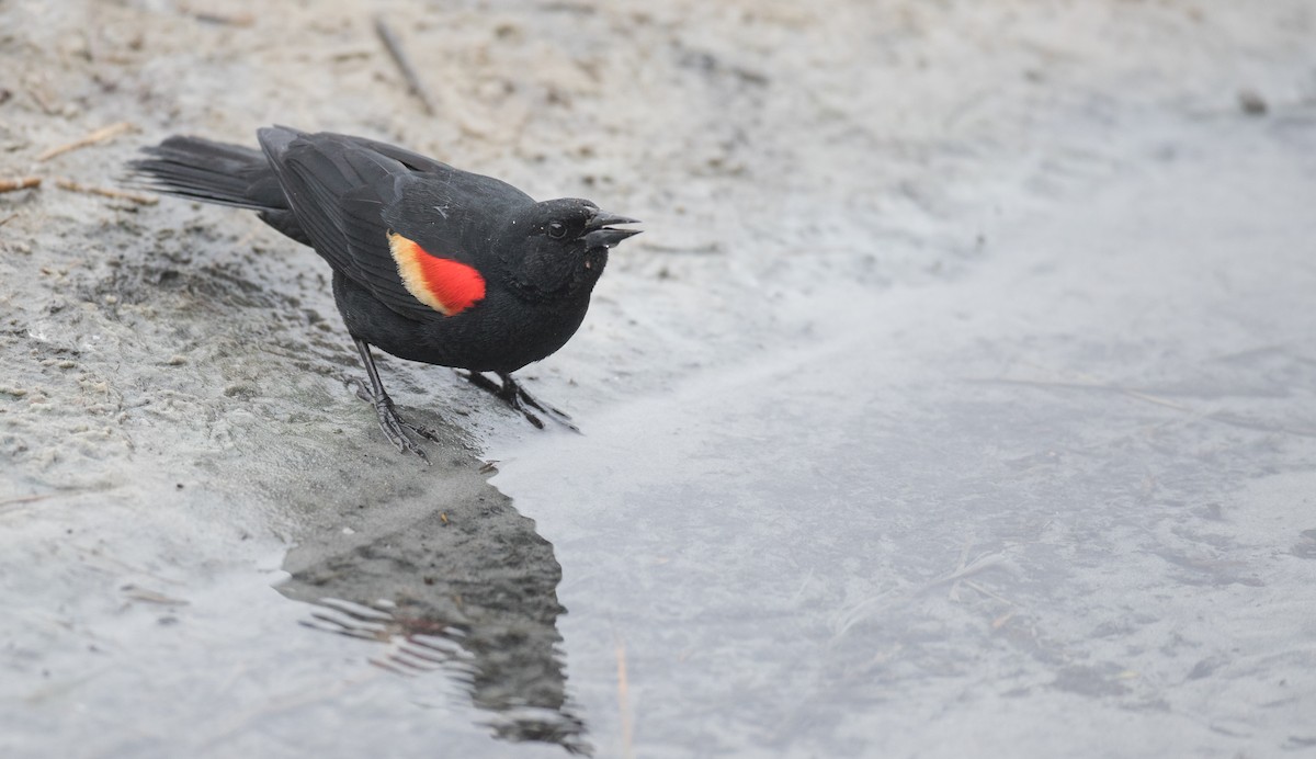 Red-winged Blackbird (Red-winged) - Ian Davies