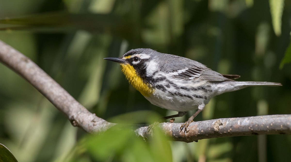 Yellow-throated Warbler (dominica/stoddardi) - Ian Davies