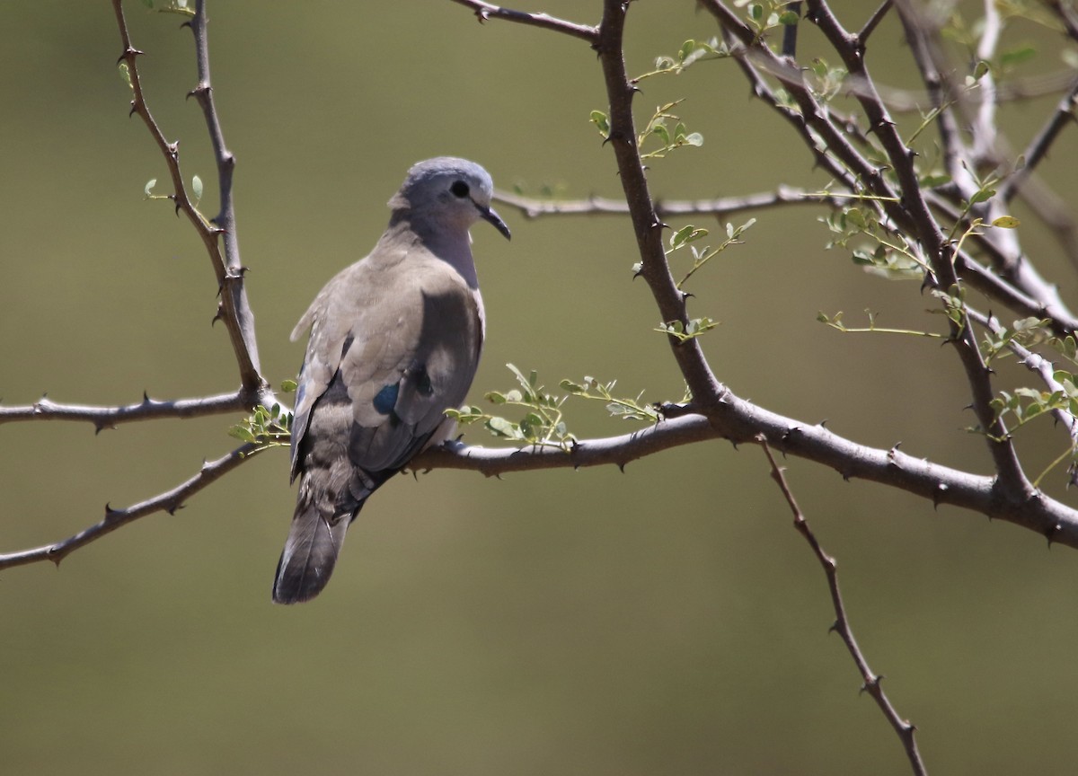 Emerald-spotted Wood-Dove - ML116836561