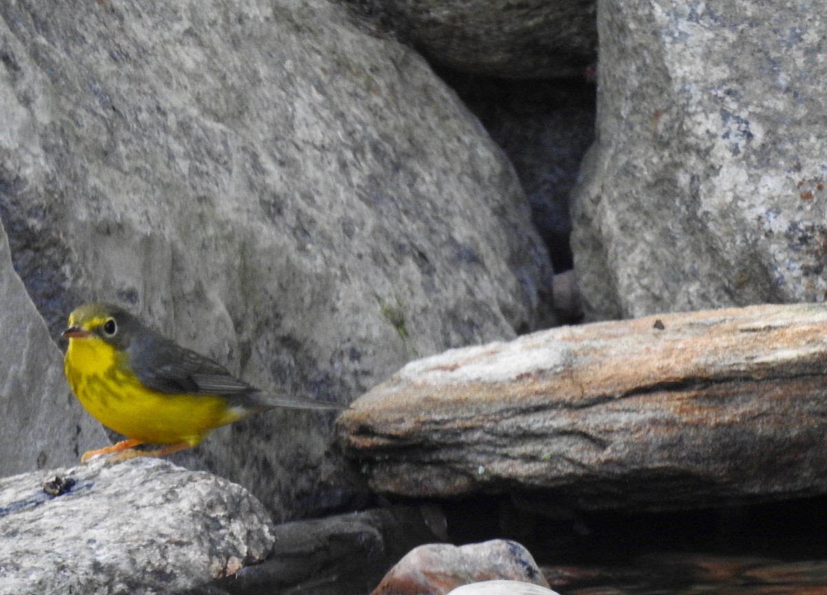 Canada Warbler - Club ornithologique des Hautes-Laurentides