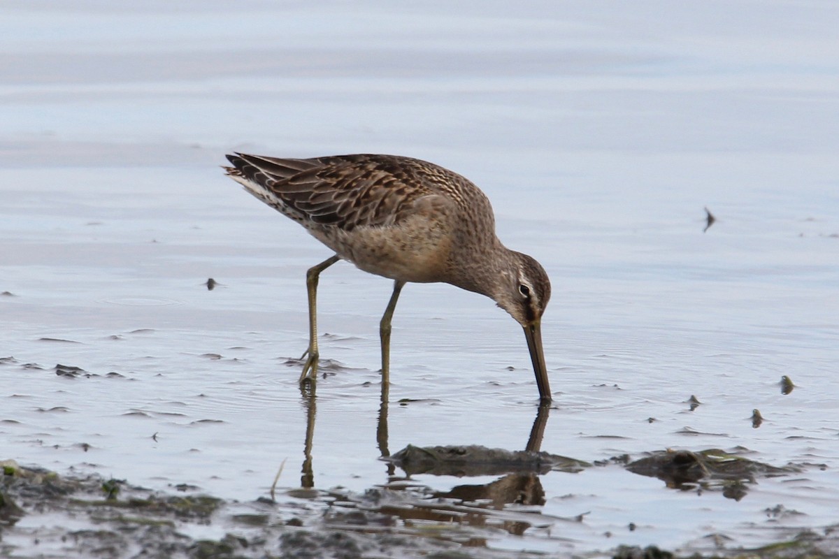 Long-billed Dowitcher - ML116842391