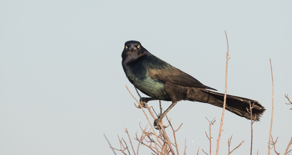 Boat-tailed Grackle - ML116843801