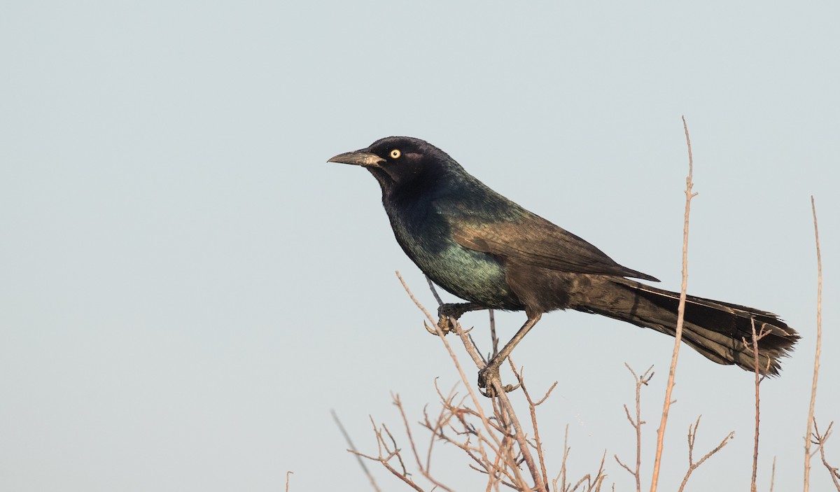 Boat-tailed Grackle - ML116843961
