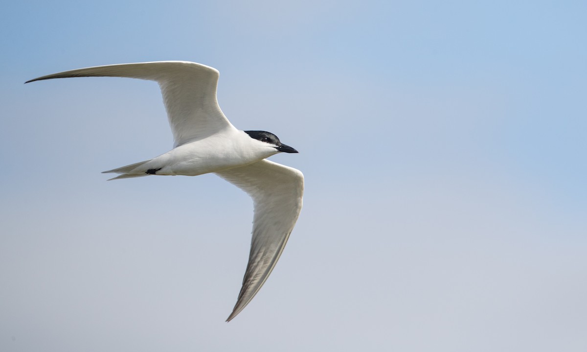 Gull-billed Tern - Ian Davies