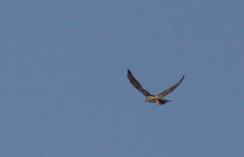 Peregrine Falcon (Mediterranean) - ML116848681