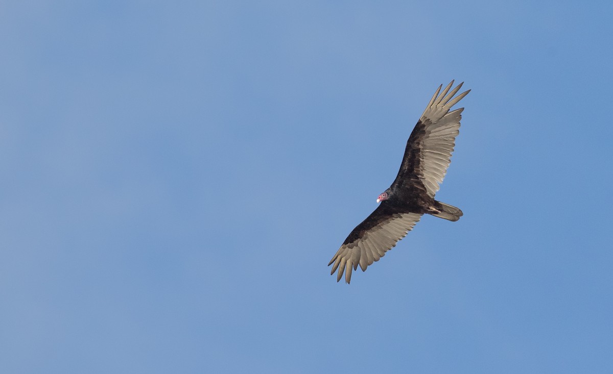 Turkey Vulture - Ian Davies