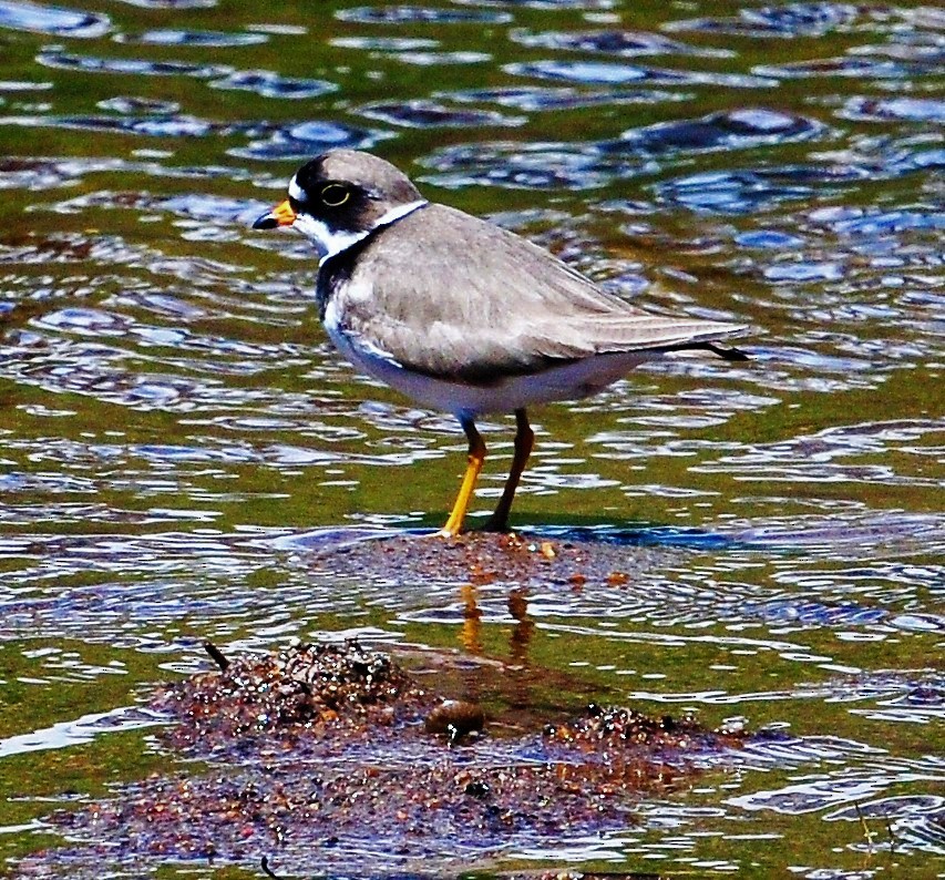 Semipalmated Plover - ML116852421