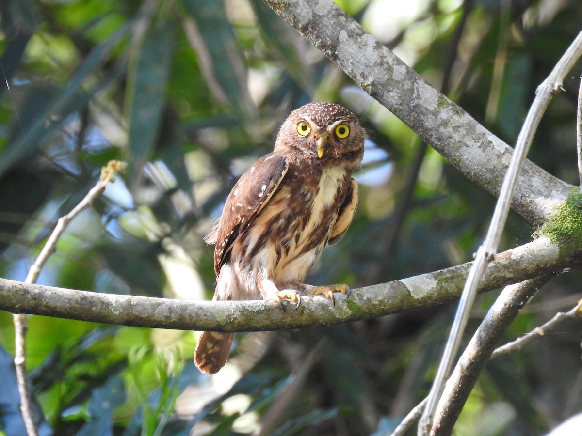 Ferruginous Pygmy-Owl - Ana Paula Alminhana Maciel