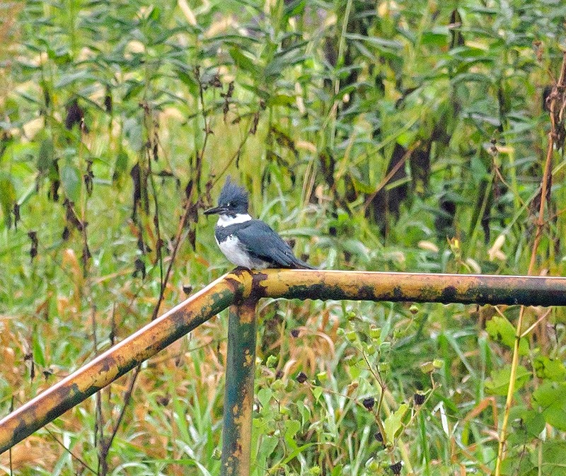 Belted Kingfisher - ML116860521