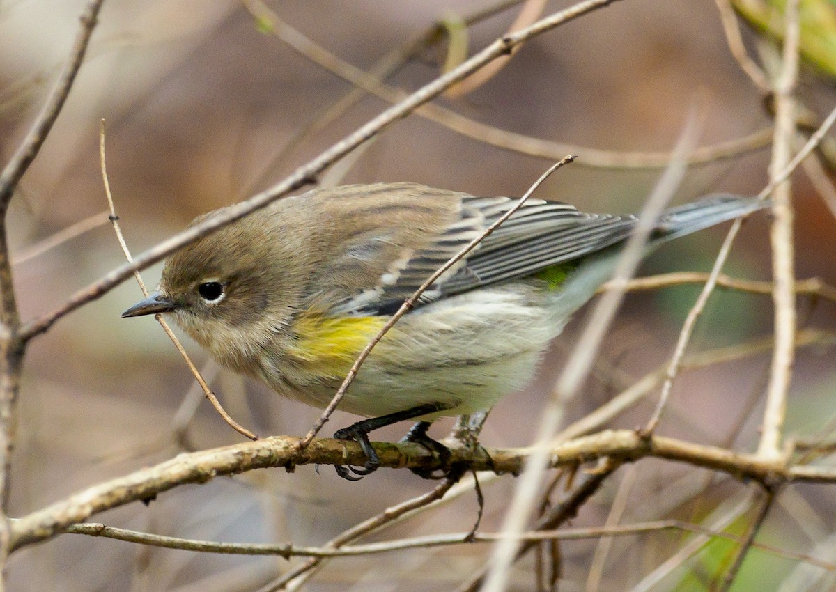 Yellow-rumped Warbler - Mike Bailey
