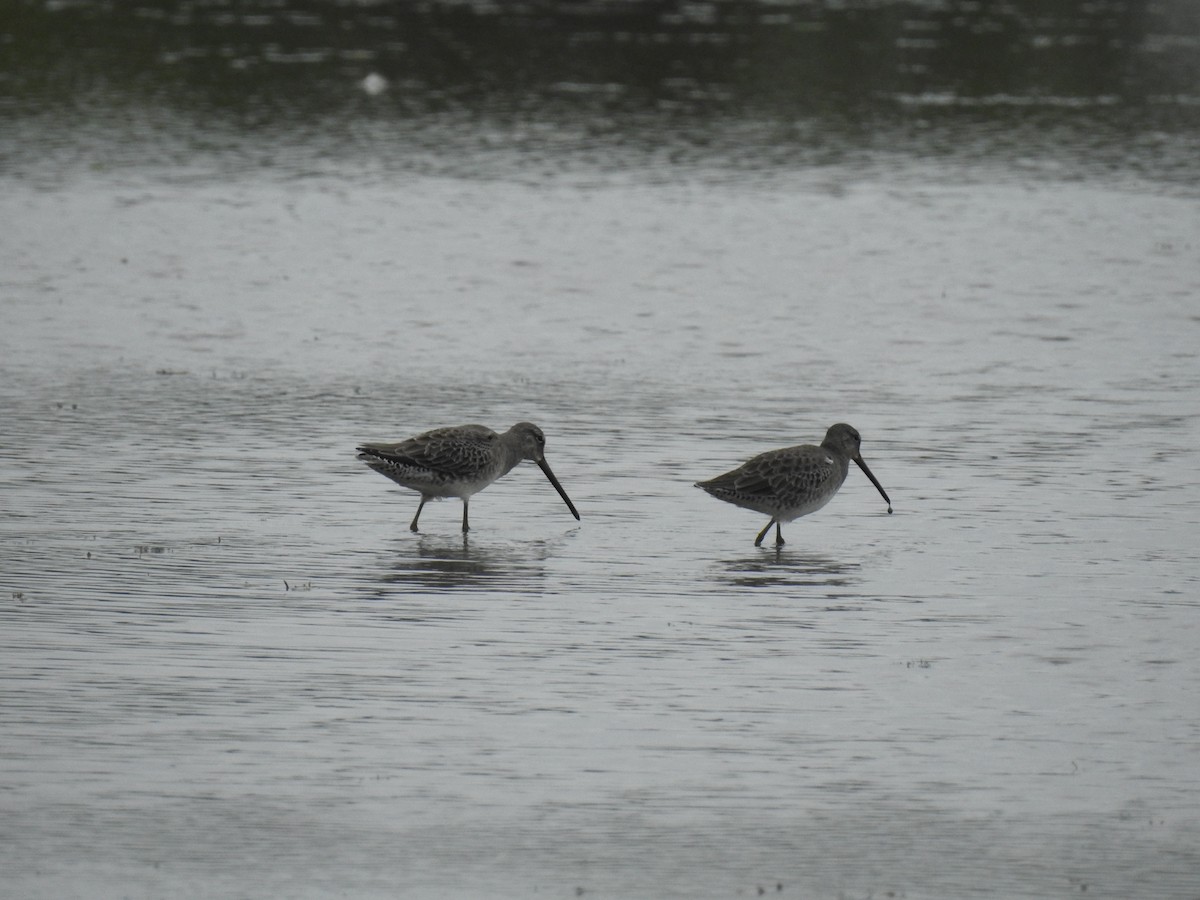 Long-billed Dowitcher - ML116864601