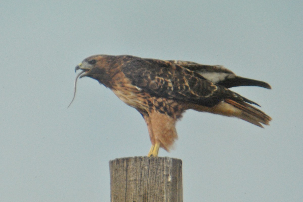 Red-tailed Hawk (calurus/alascensis) - Sean Cozart