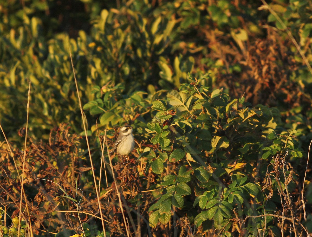 Black-throated Gray Warbler - ML116871391