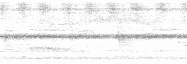 Weißbinden-Ameisenvogel - ML116872581