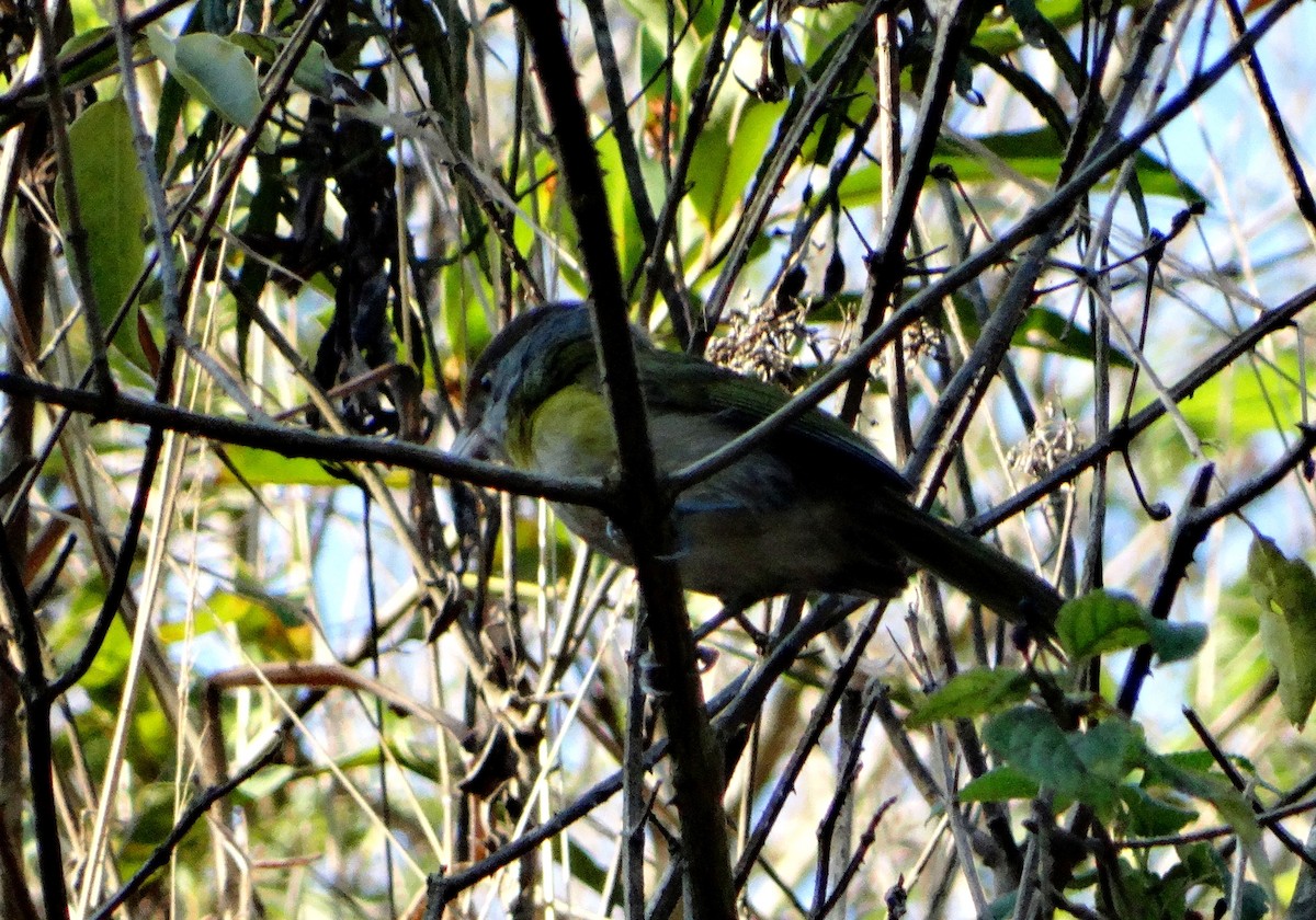 Green-backed Becard - ML116876361
