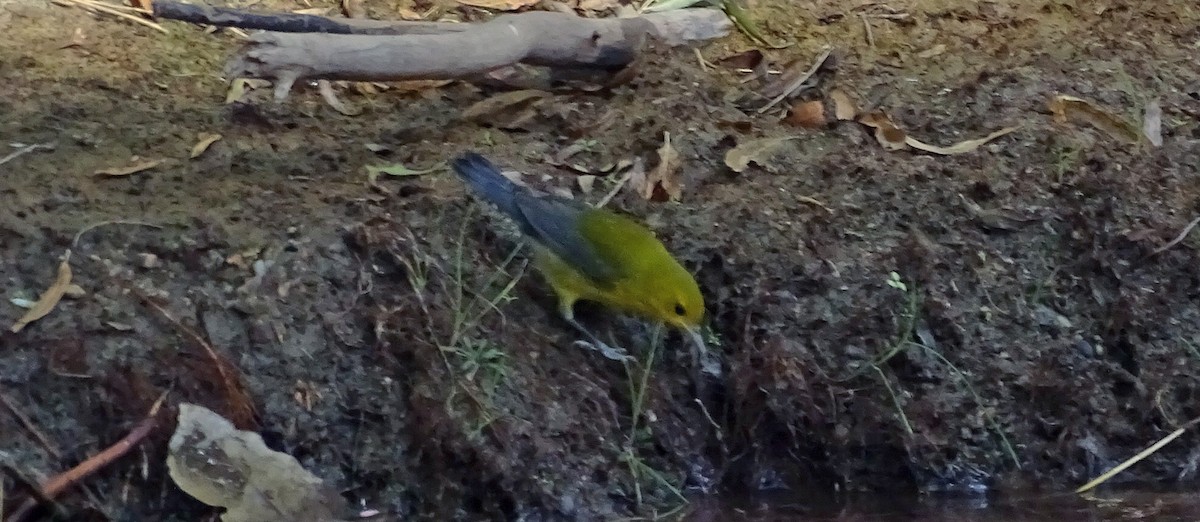 Prothonotary Warbler - ML116876511