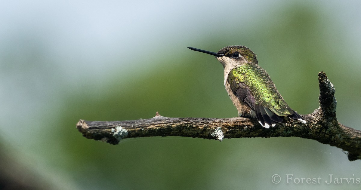 Ruby-throated Hummingbird - Forest Botial-Jarvis