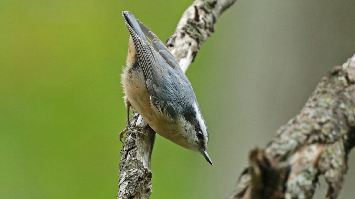 Red-breasted Nuthatch - ML116883071