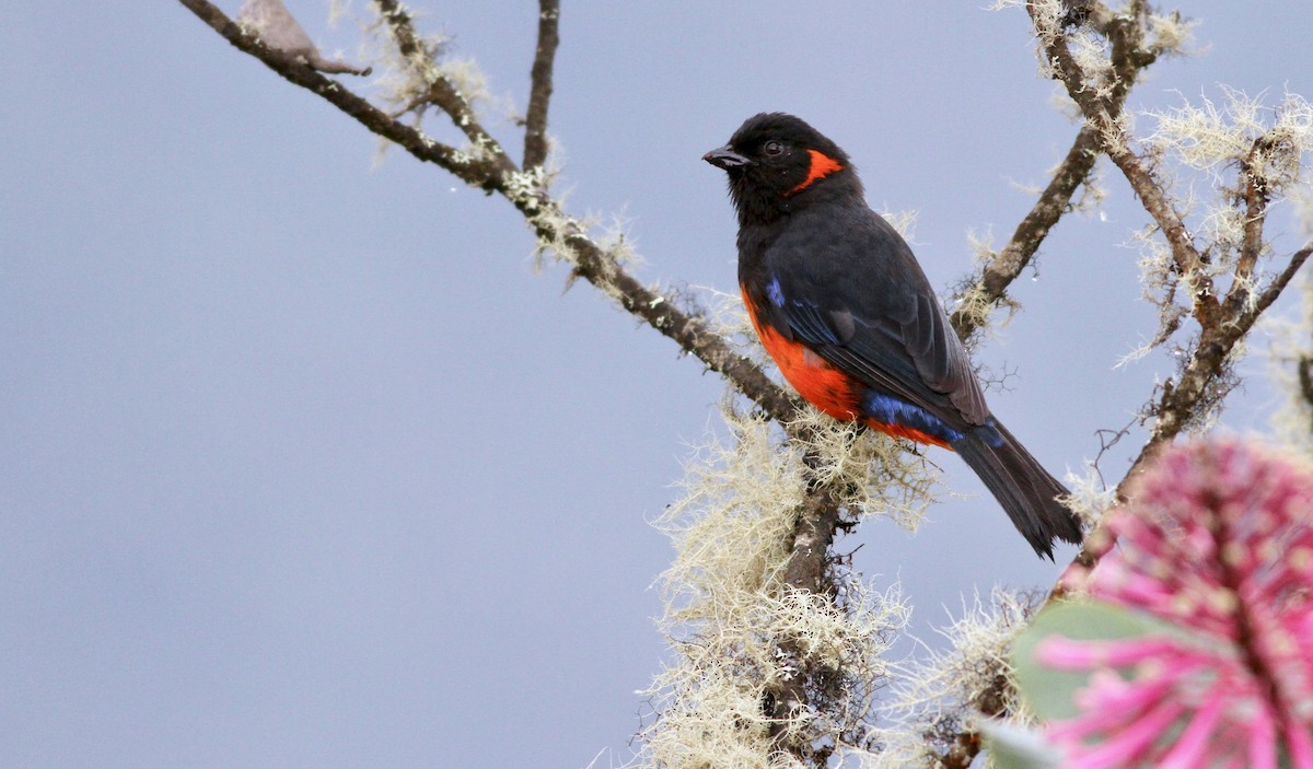 Scarlet-bellied Mountain Tanager - ML116883371