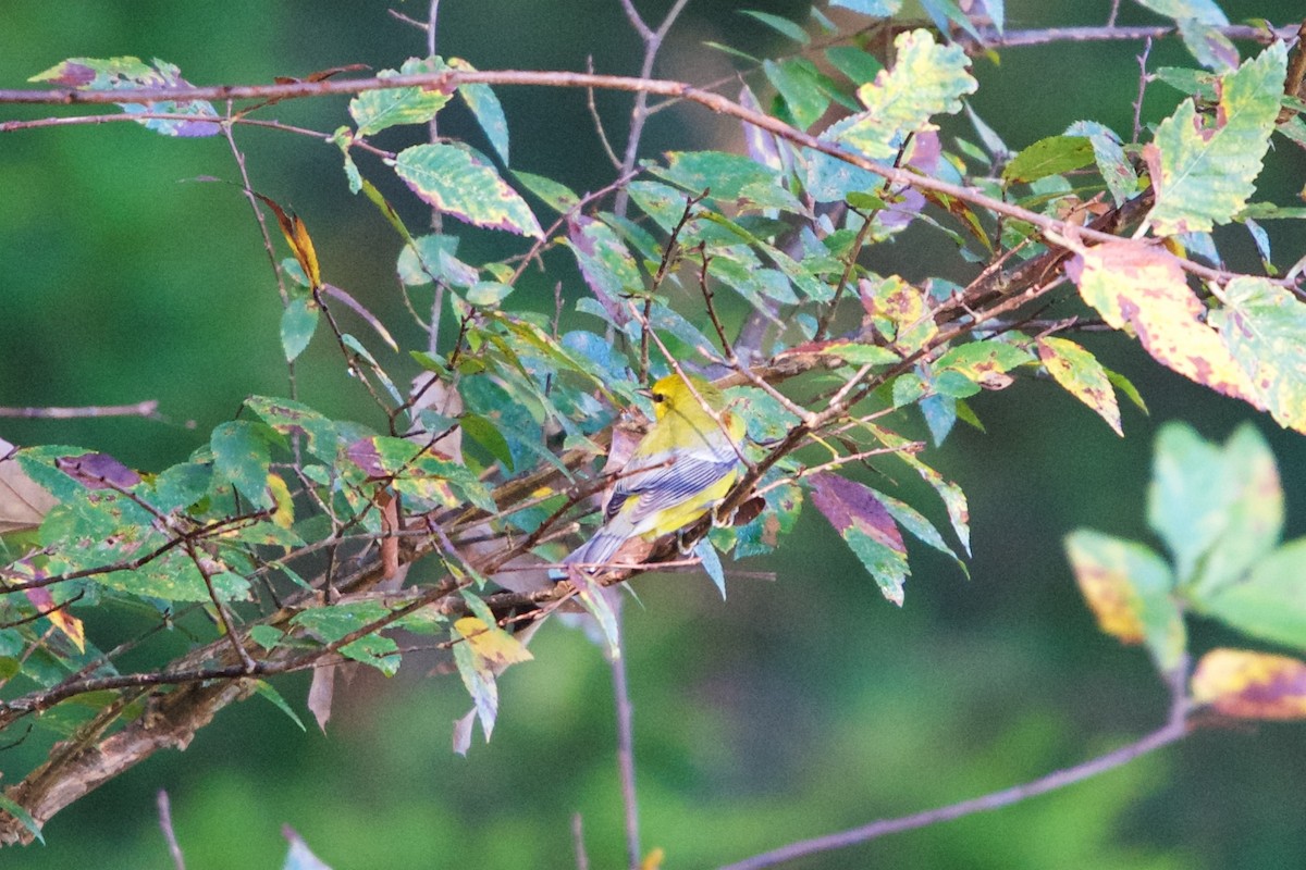 Blue-winged Warbler - Hal Mitchell