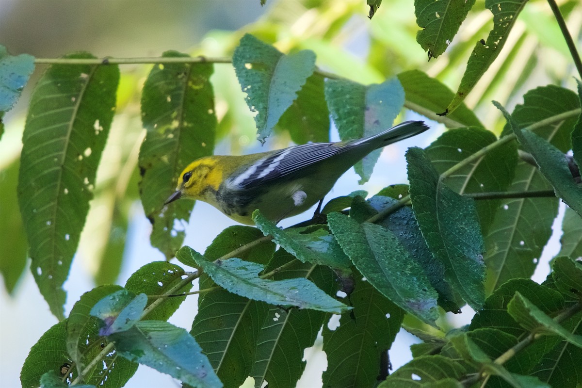 Black-throated Green Warbler - Hal Mitchell
