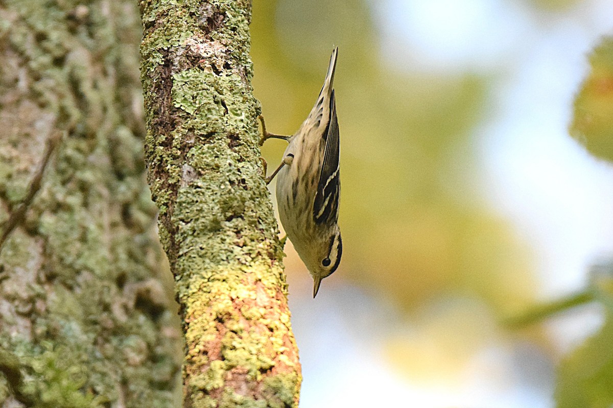 Black-and-white Warbler - ML116887611