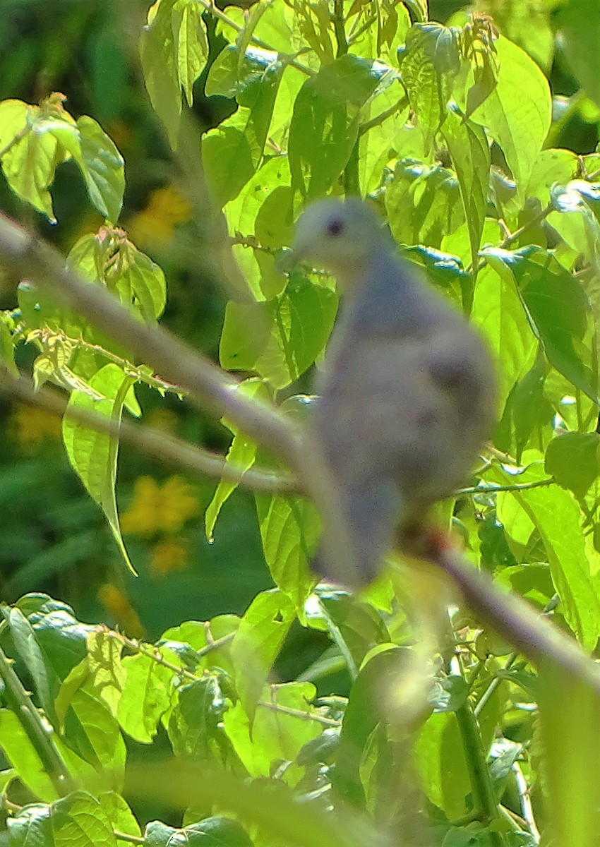 Plain-breasted Ground Dove - Alfonso Auerbach