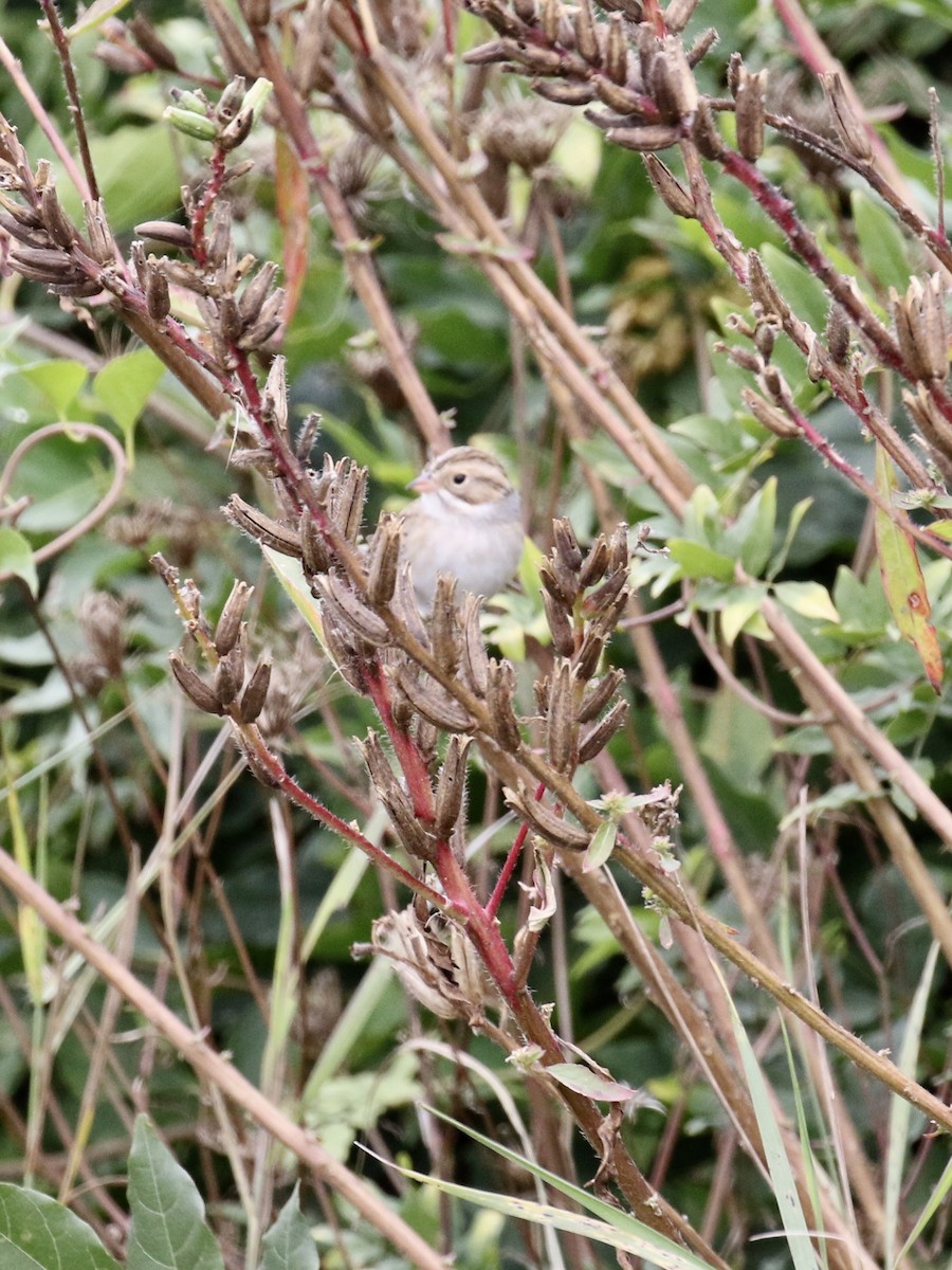 Clay-colored Sparrow - ML116889231