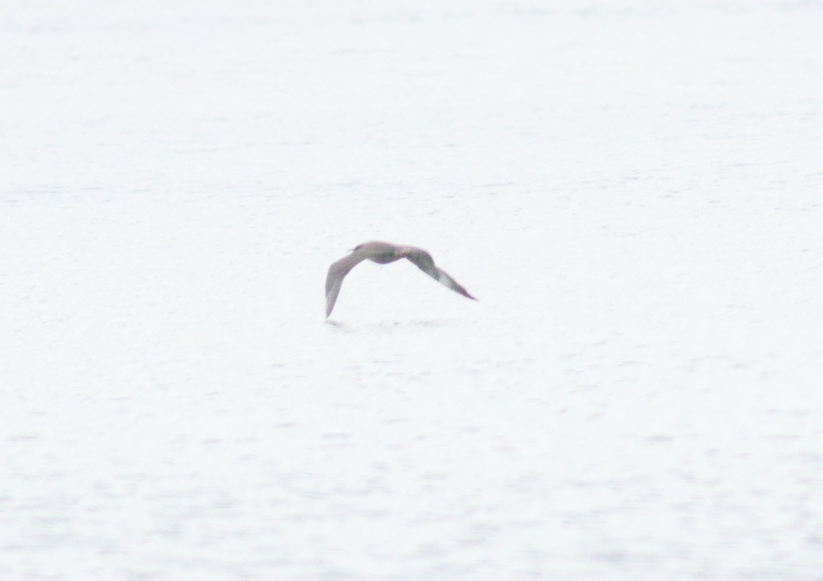 Long-tailed Jaeger - ML116890821