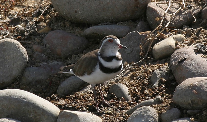Three-banded Plover - ML116896651