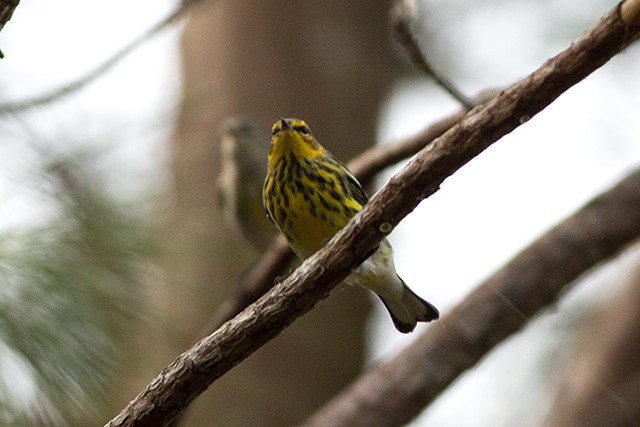 Cape May Warbler - ML116898341