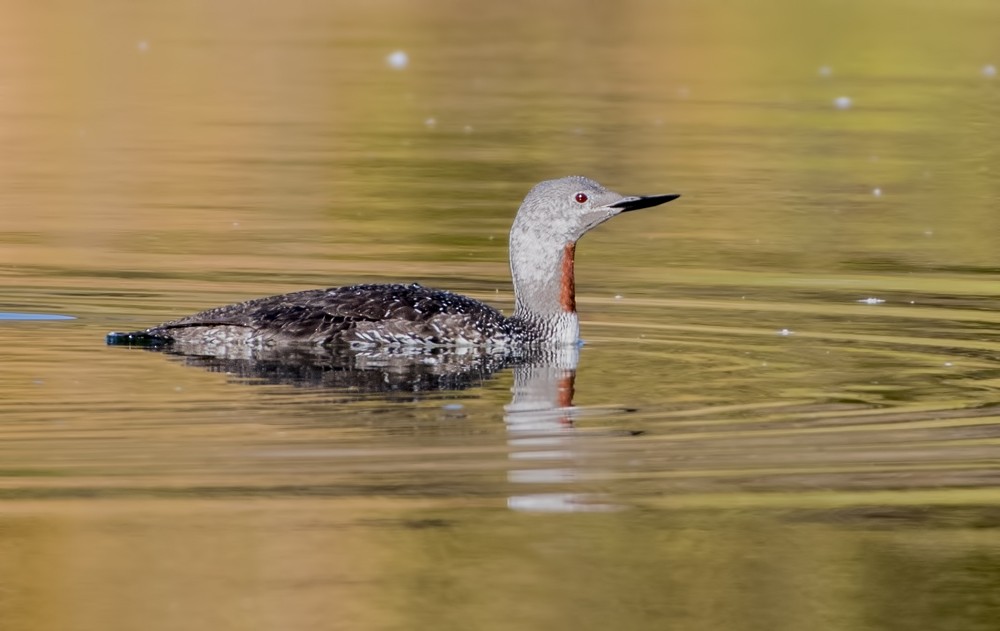 Red-throated Loon - Annie McLeod
