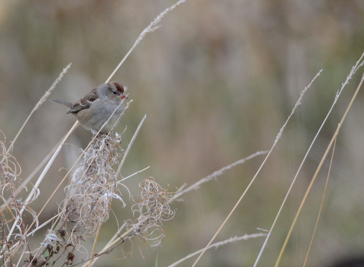 White-crowned Sparrow - ML116905021