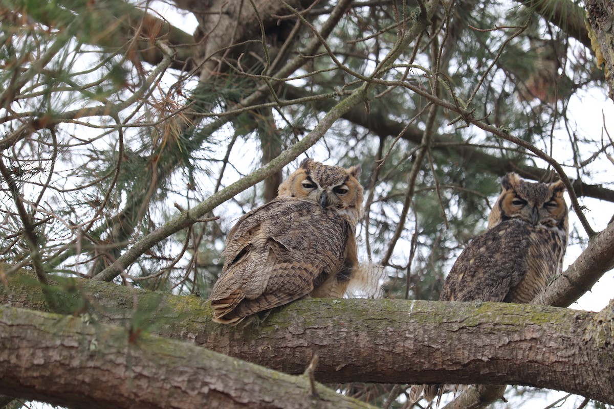 Great Horned Owl - Heidi Regier