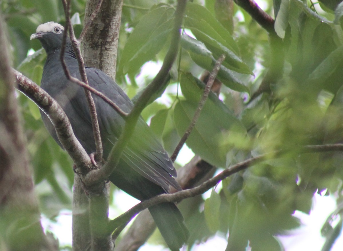 White-crowned Pigeon - MA 2
