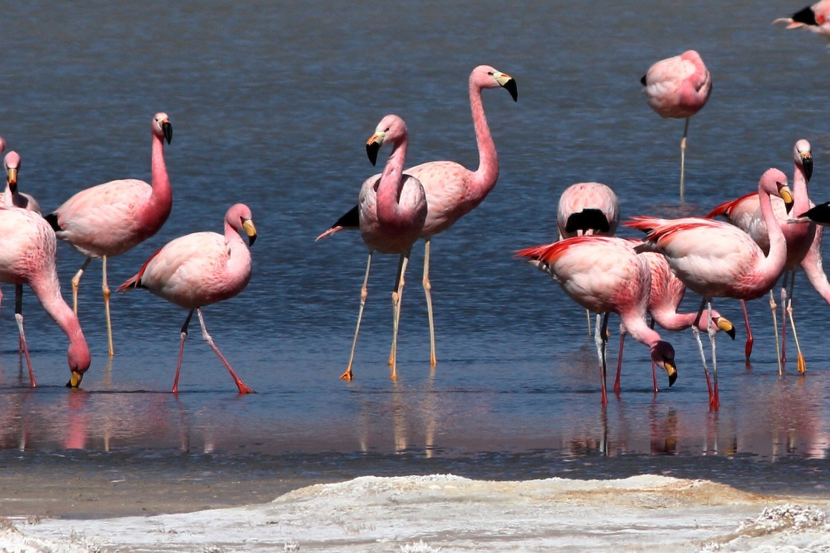 Andean Flamingo - Manfred Bienert