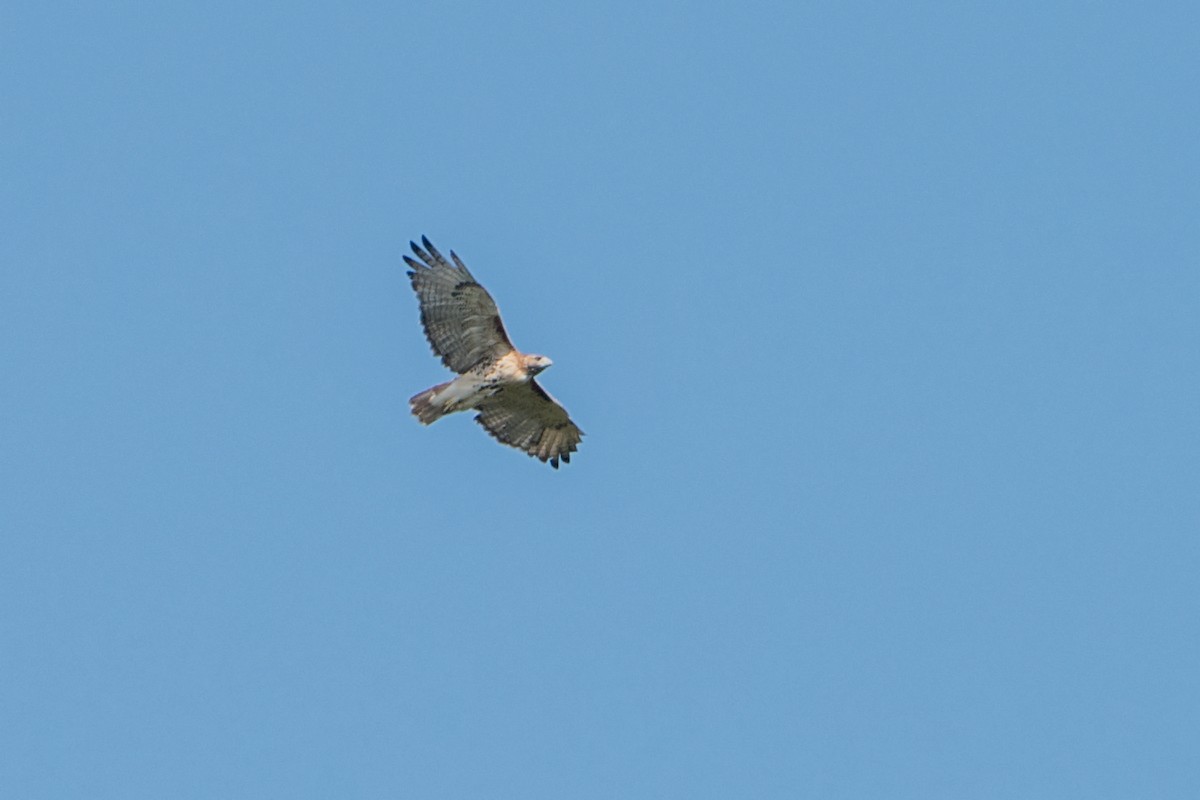 Red-tailed Hawk - ML116917011