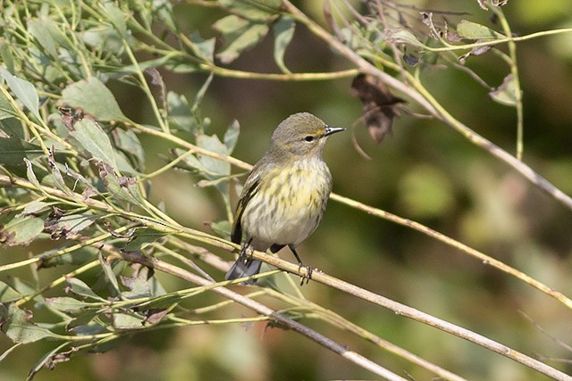 Cape May Warbler - ML116917151