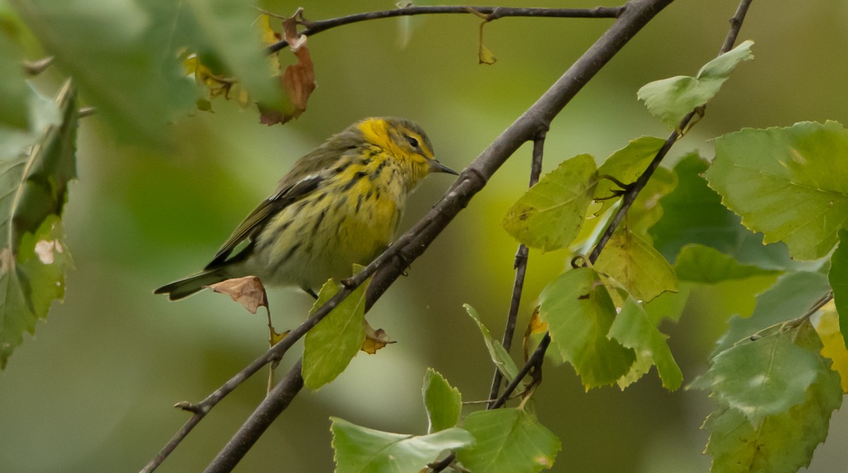 Cape May Warbler - ML116918111