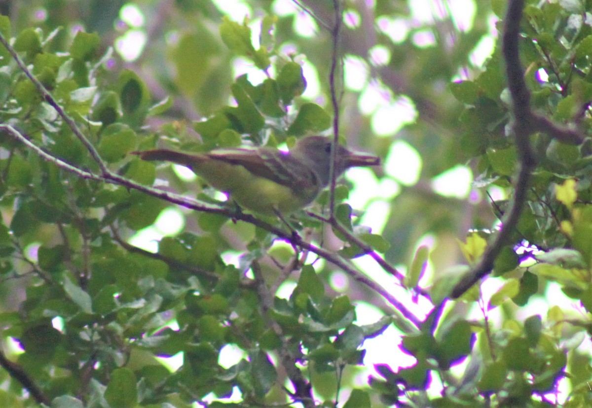 Great Crested Flycatcher - MA 2