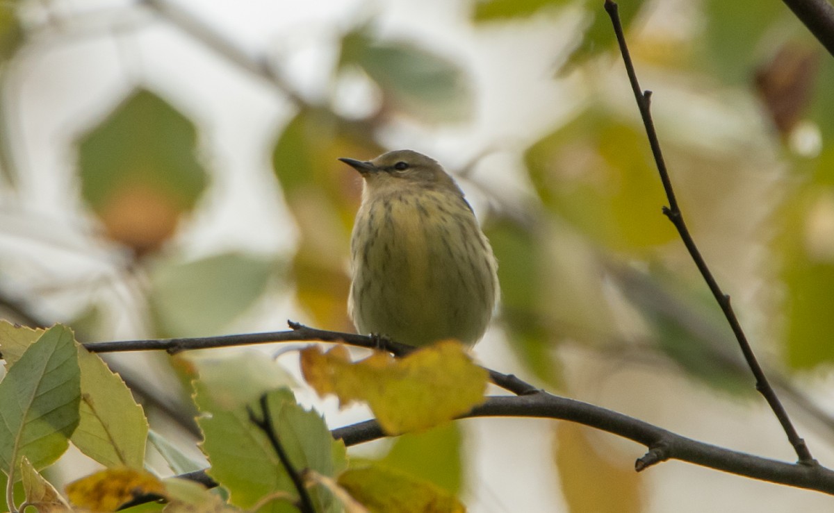 Cape May Warbler - ML116918901