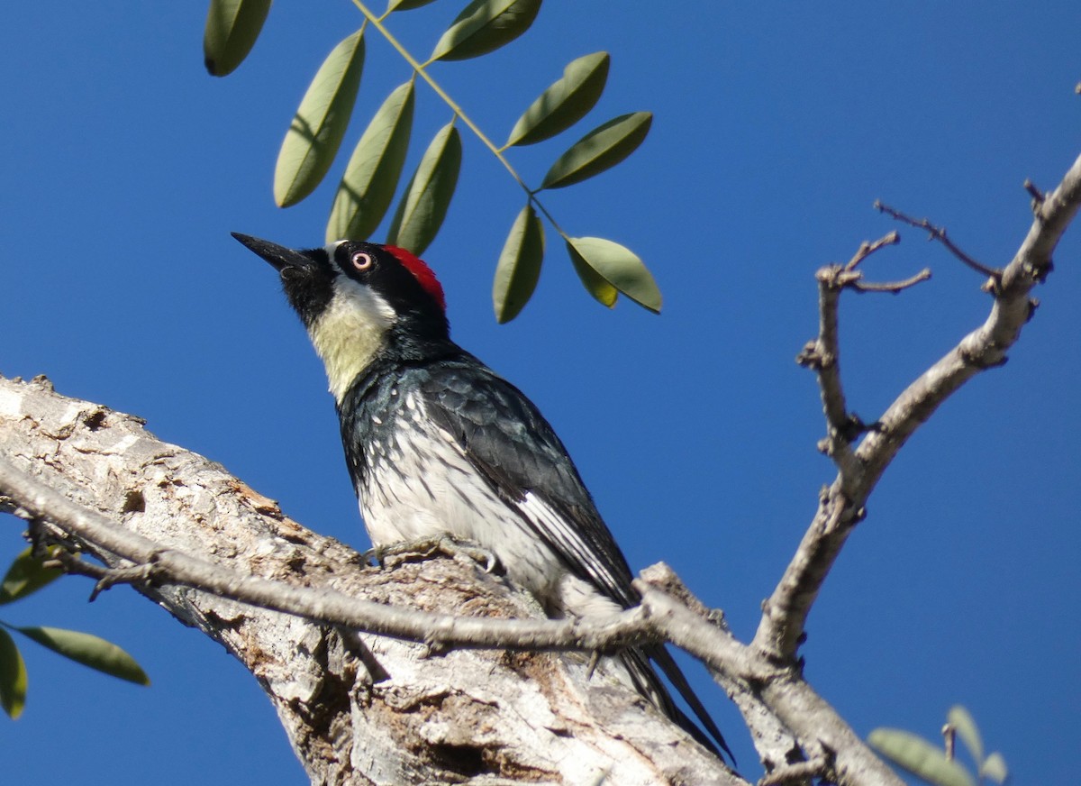 Acorn Woodpecker - John Callender