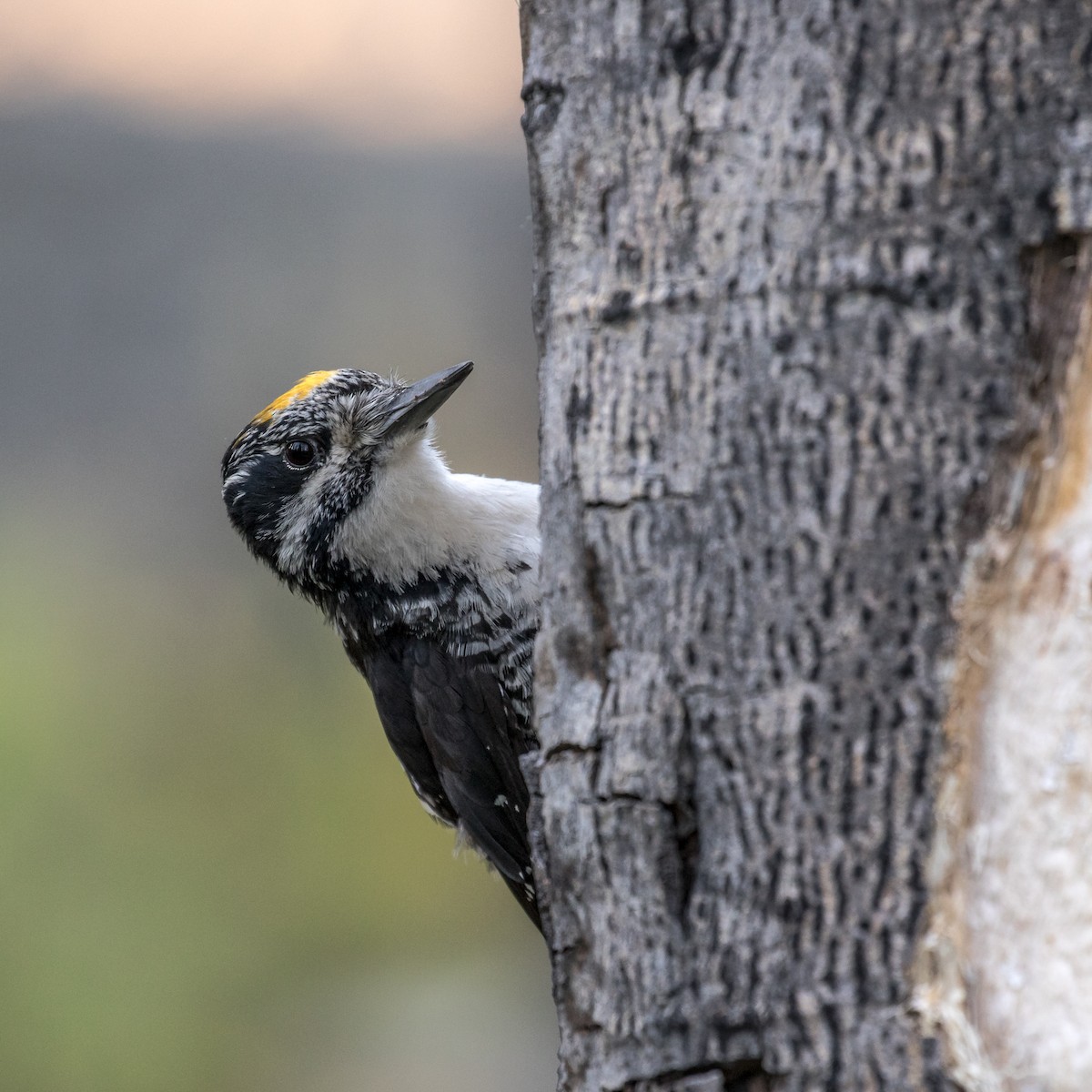 American Three-toed Woodpecker - Robby Kohley