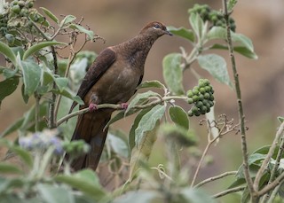 Brown Cuckoo-Dove, ML116924481