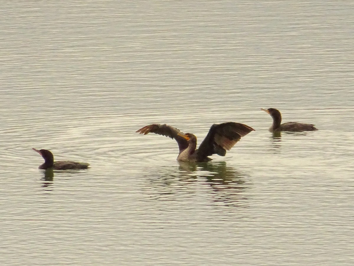 Double-crested Cormorant - KELLI DELGADO