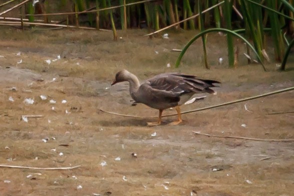 Greater White-fronted Goose (Western) - ML116928831