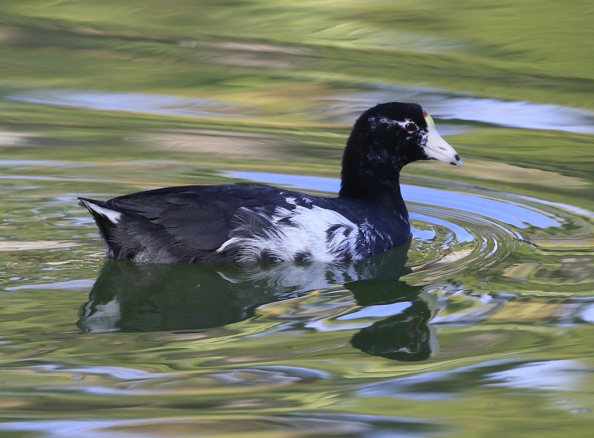 American Coot (Red-shielded) - ML116930891